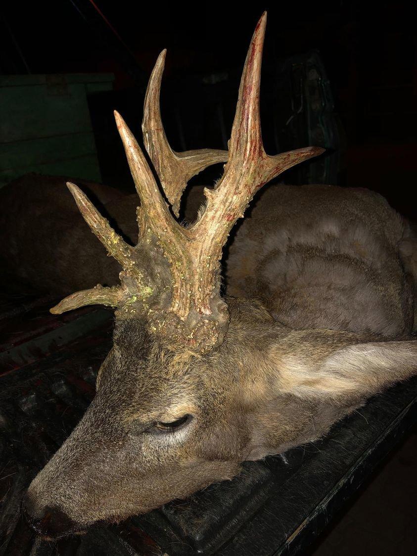 Hunted in North Eastern Hungary by Australian hunter with Pannonvad.