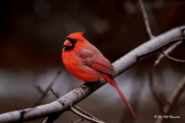 Un peu de couleur de Noël dans la nature lors d'une journée grise avec un mâle et une femelle cardinal rouge!