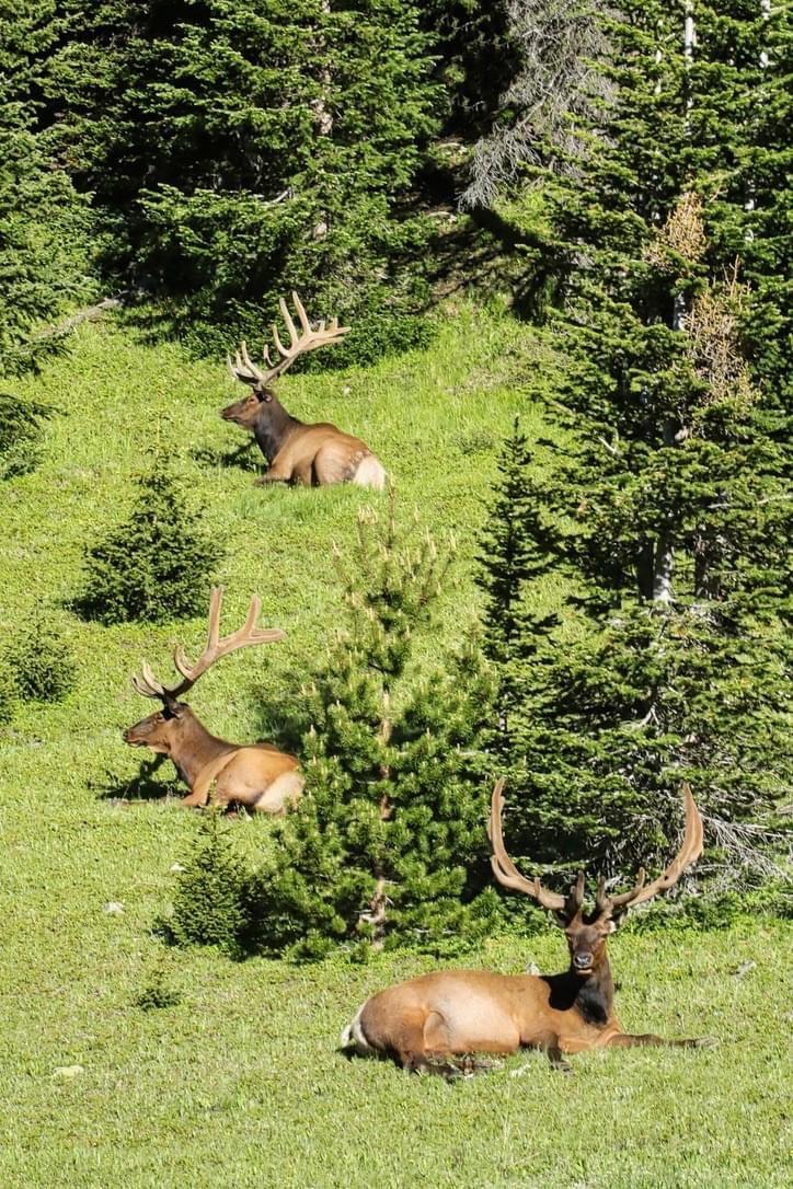 These beautiful bull elk took a break on the hillside along TRR.