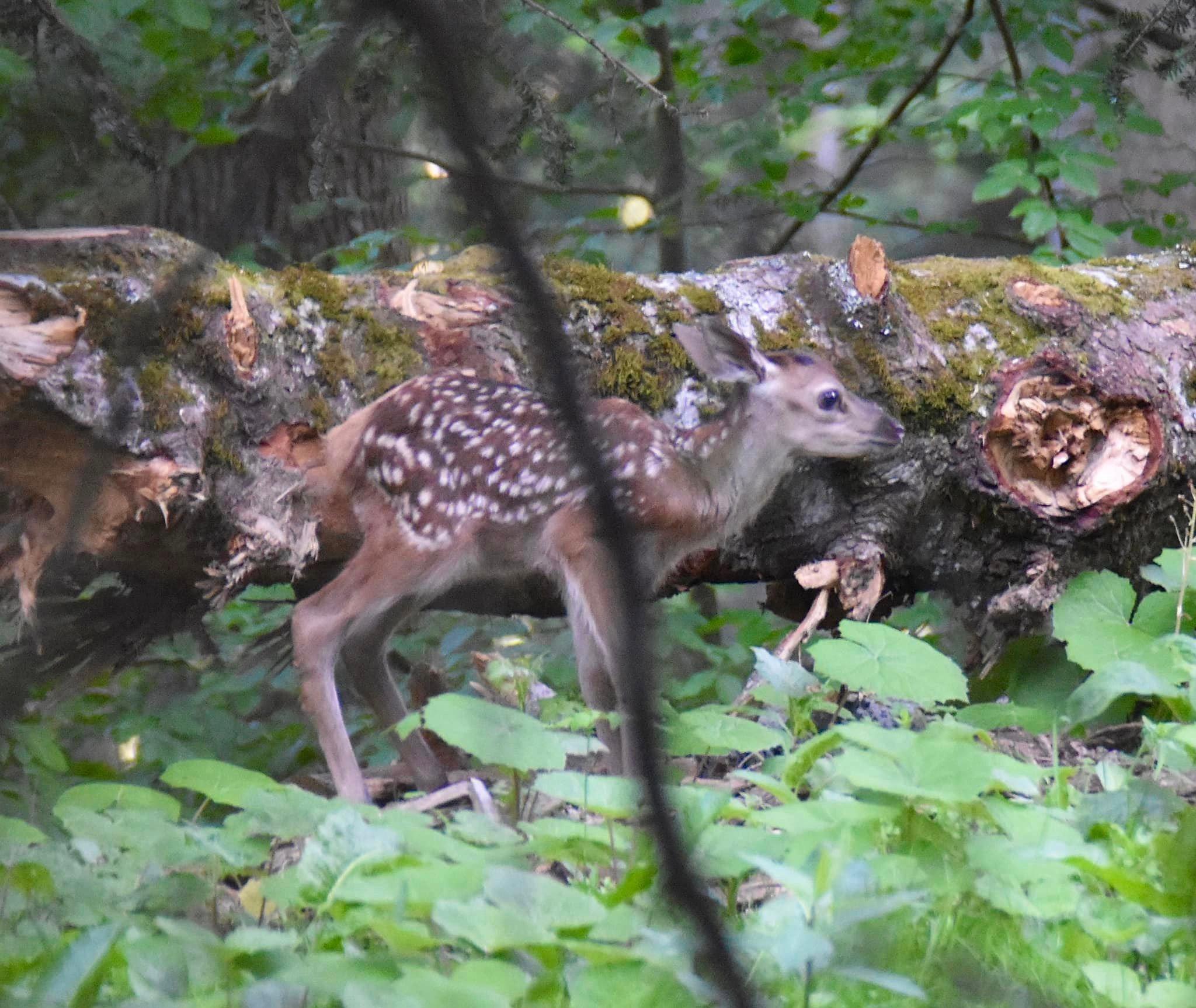 Bambi, au bord d’un chemin 😀￼ Petit rappel, ne jamais les toucher!