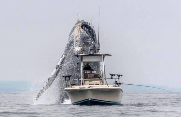A humpback whale breaching the seas of California's Monterey Bay, right near to a fishing boat.
