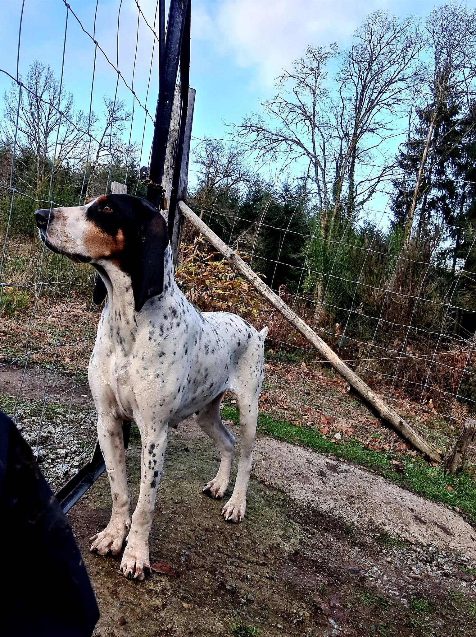 Disponible  chiots croisés un mâle et une femelle ils ont deux mois .