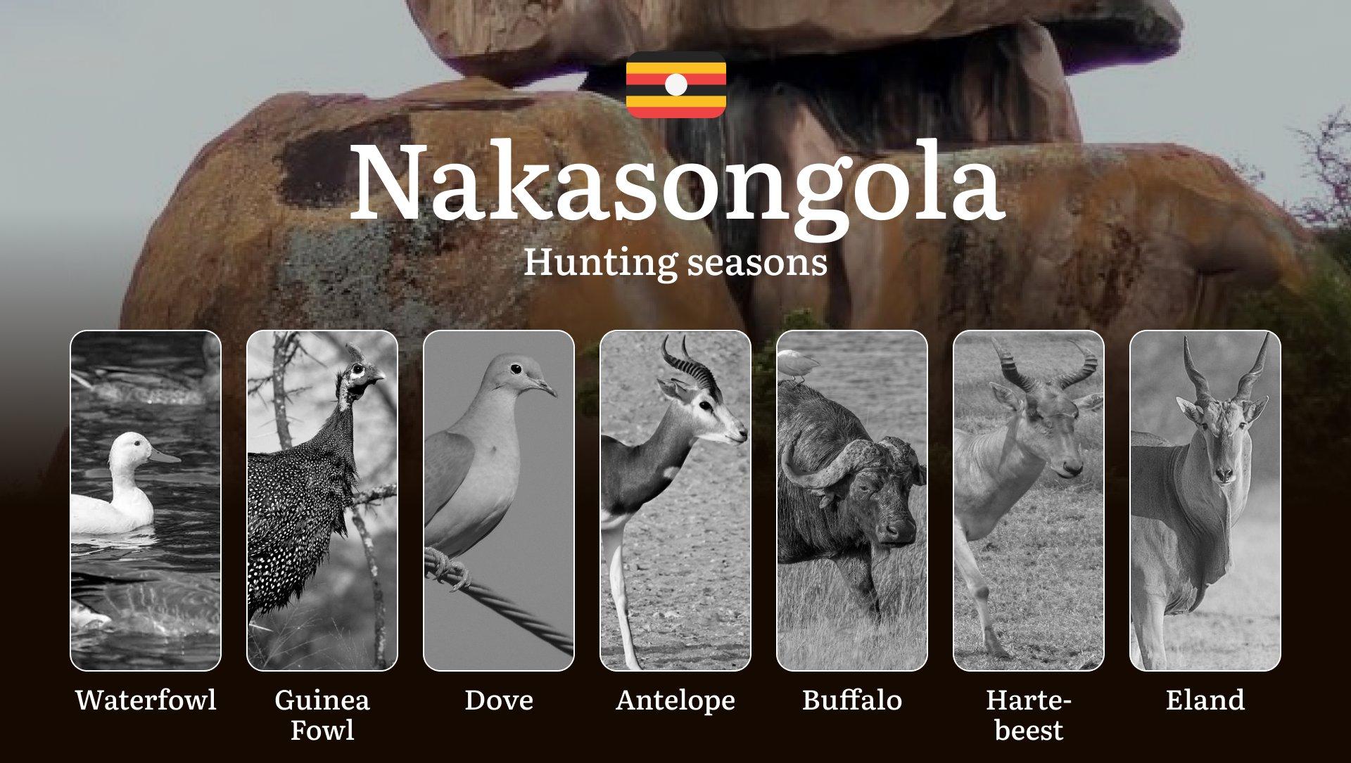Seasonal Hunting Periods in Nakasongola: Limits and Seasonal Prohibitions, Licensing Conditions, Fines and Legal Effects of Non-Compliance, Strategic Preparation, Best Hunting Times, Gear Choices 