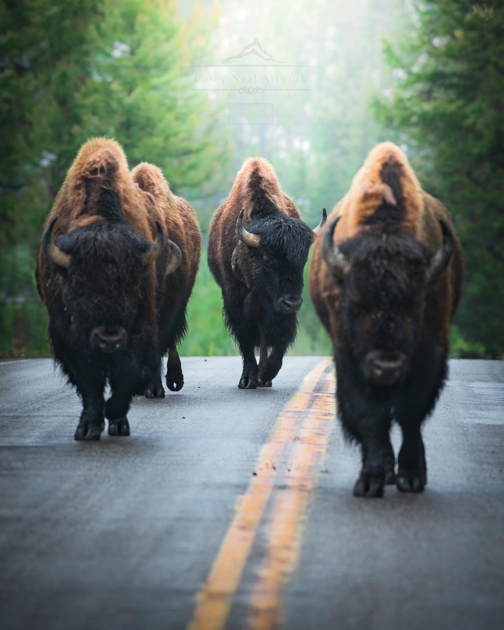 The Yellowstone Travelers,