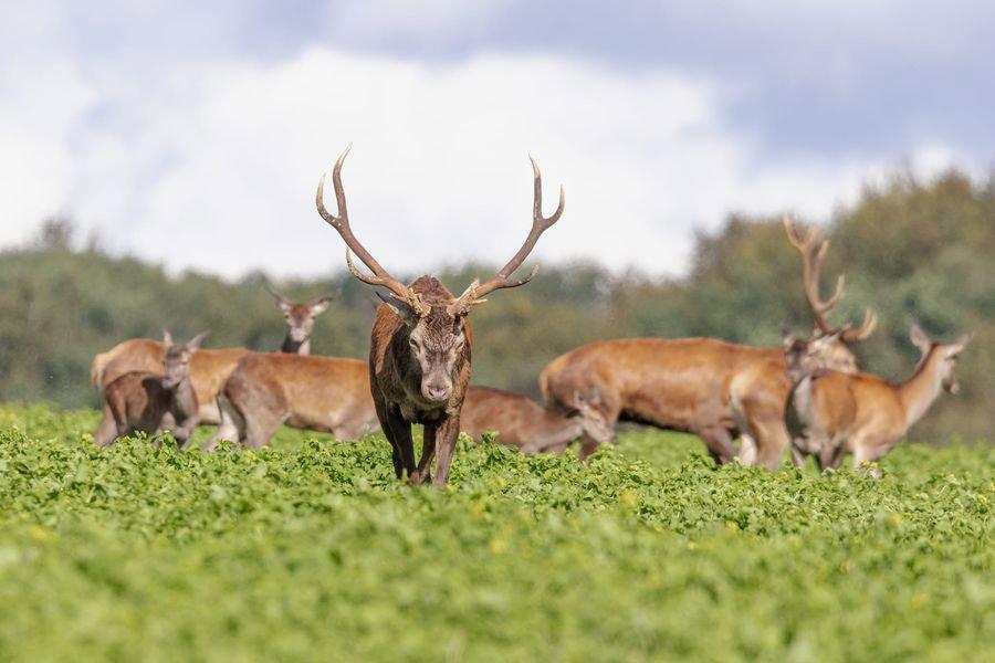 🦌 Brame du cerf 2023 🦌