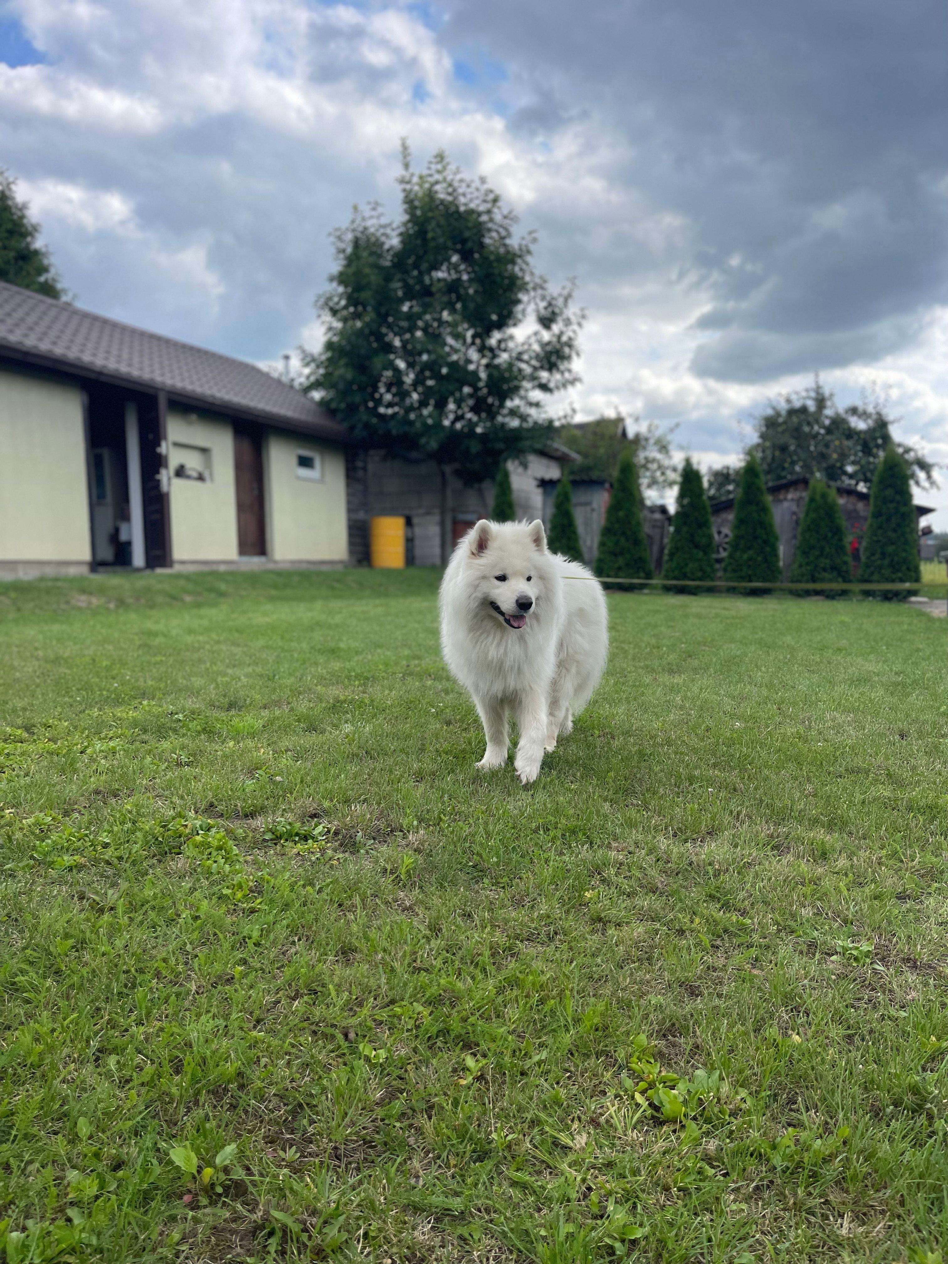 The Alaskan Malamute is a majestic breed known for its strength, endurance, and friendly nature.