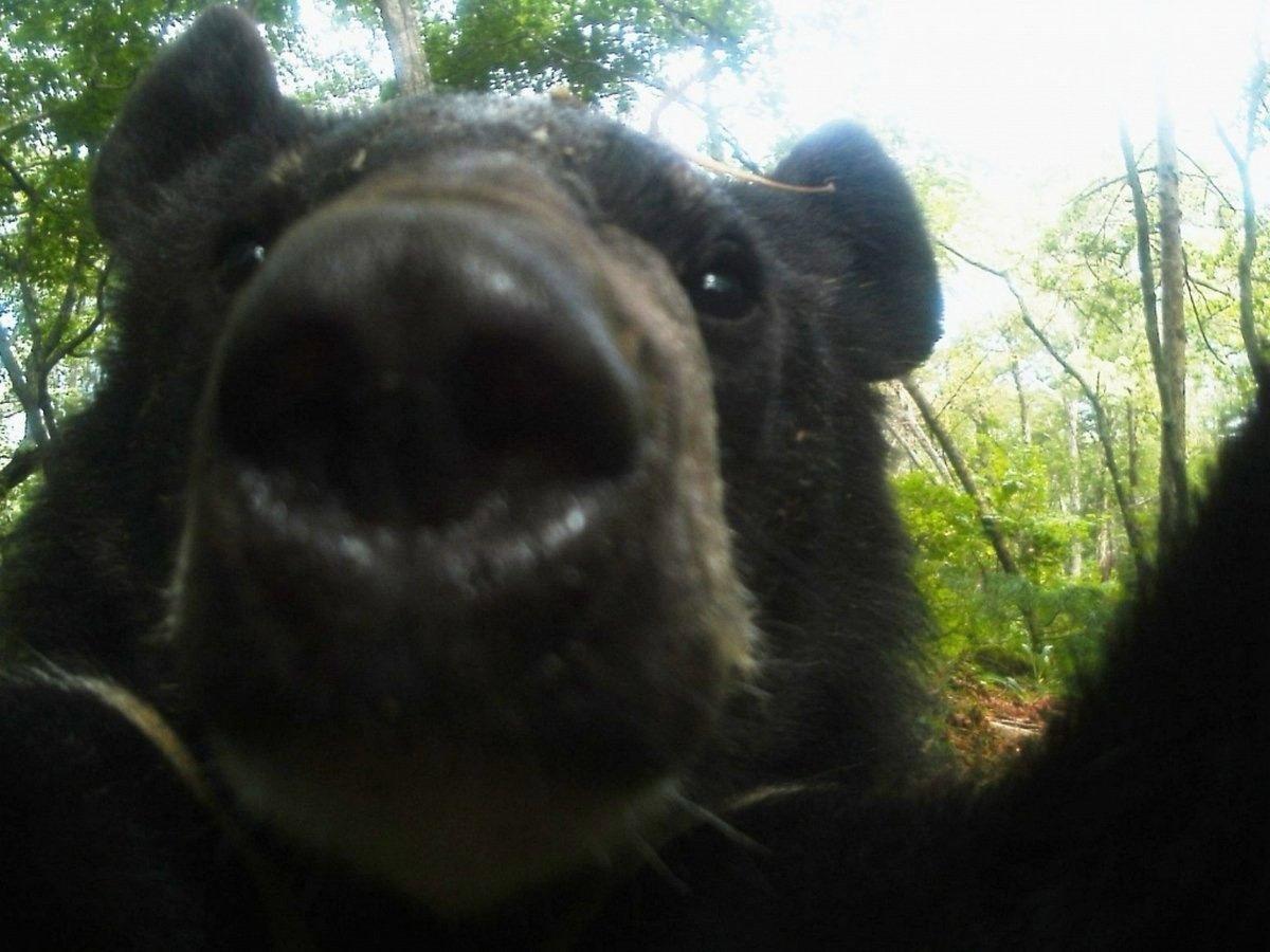 Na internetu su objavljeni selfiji medvjeda snimljeni kamerom.