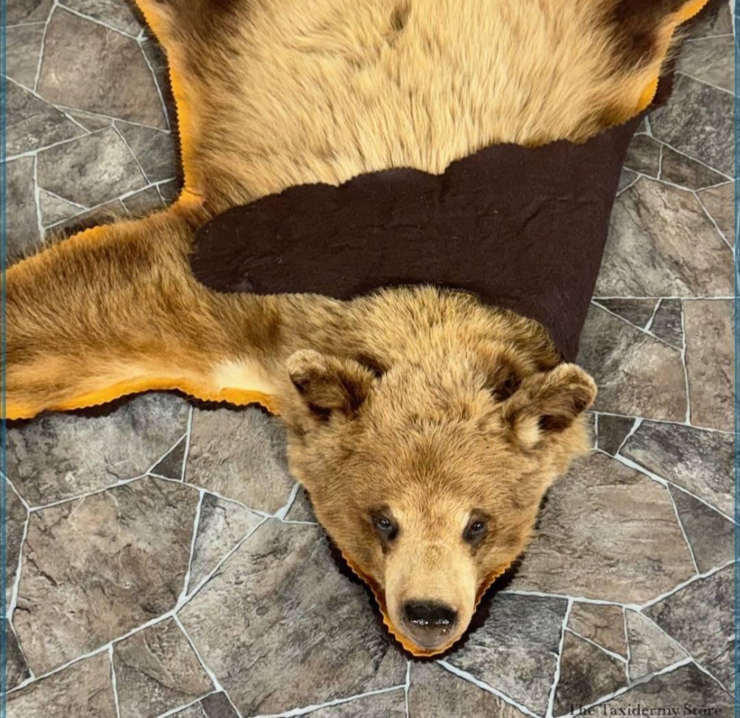 BROWN BEAR FULL-SIZE TAXIDERMY RUG FOR SALE