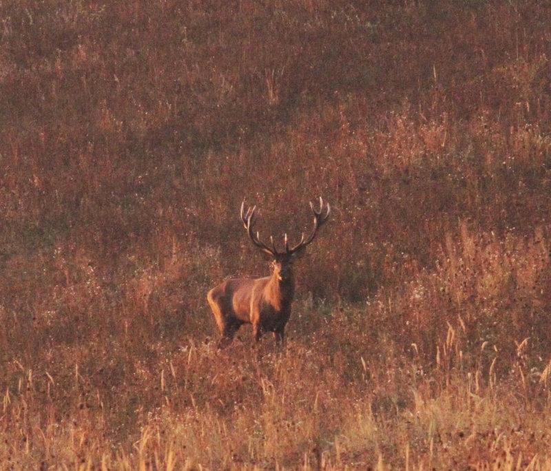 Südbalaton 30.09.2023: Frühansitz zur Nachbrunft im Top-Staatsrevier.