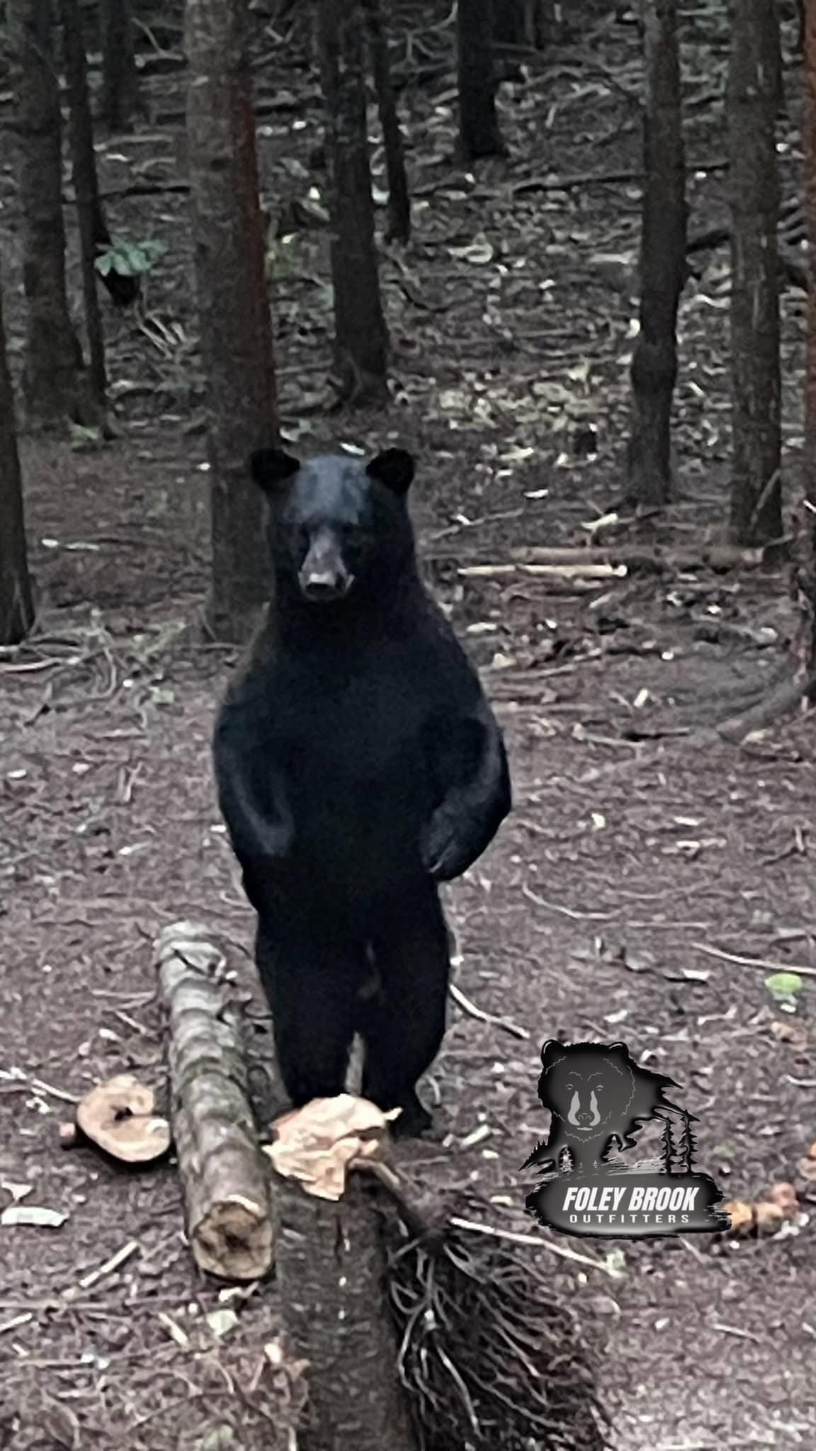 Foleybrook Outfitters still have four spots available for their Spring Black Bear hunt in New Brunswick, Canada in 2024