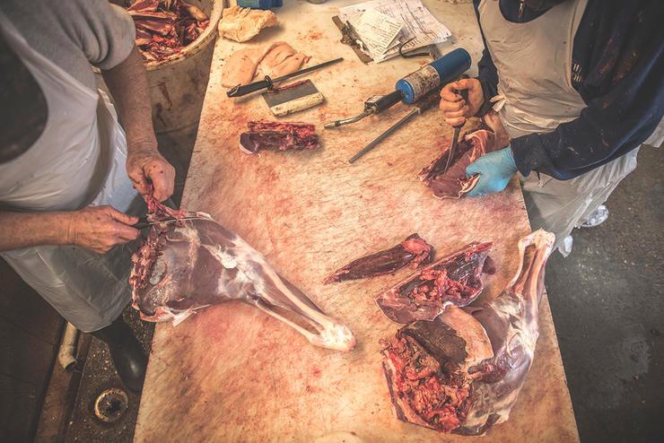 12 Reasons Why Your Venison Tastes Like Hell