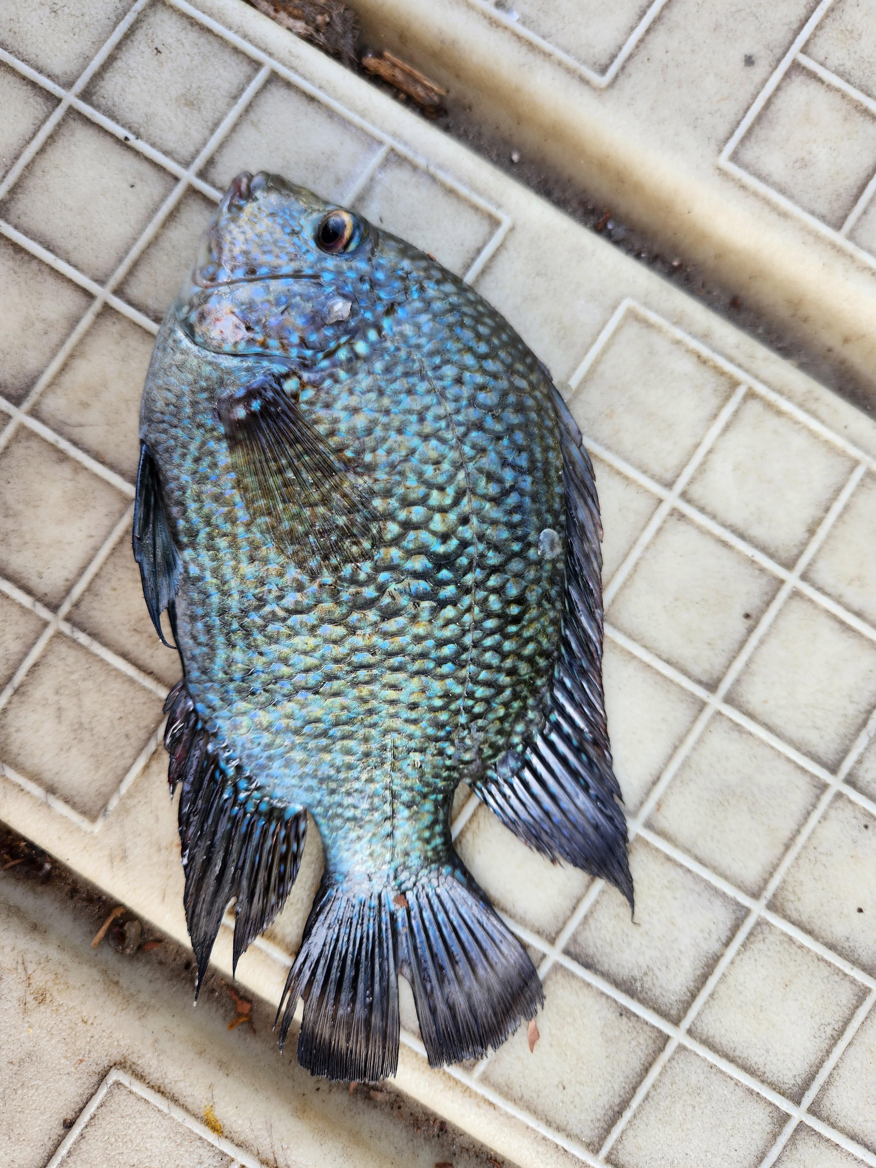 Texas Cichlid 🐟