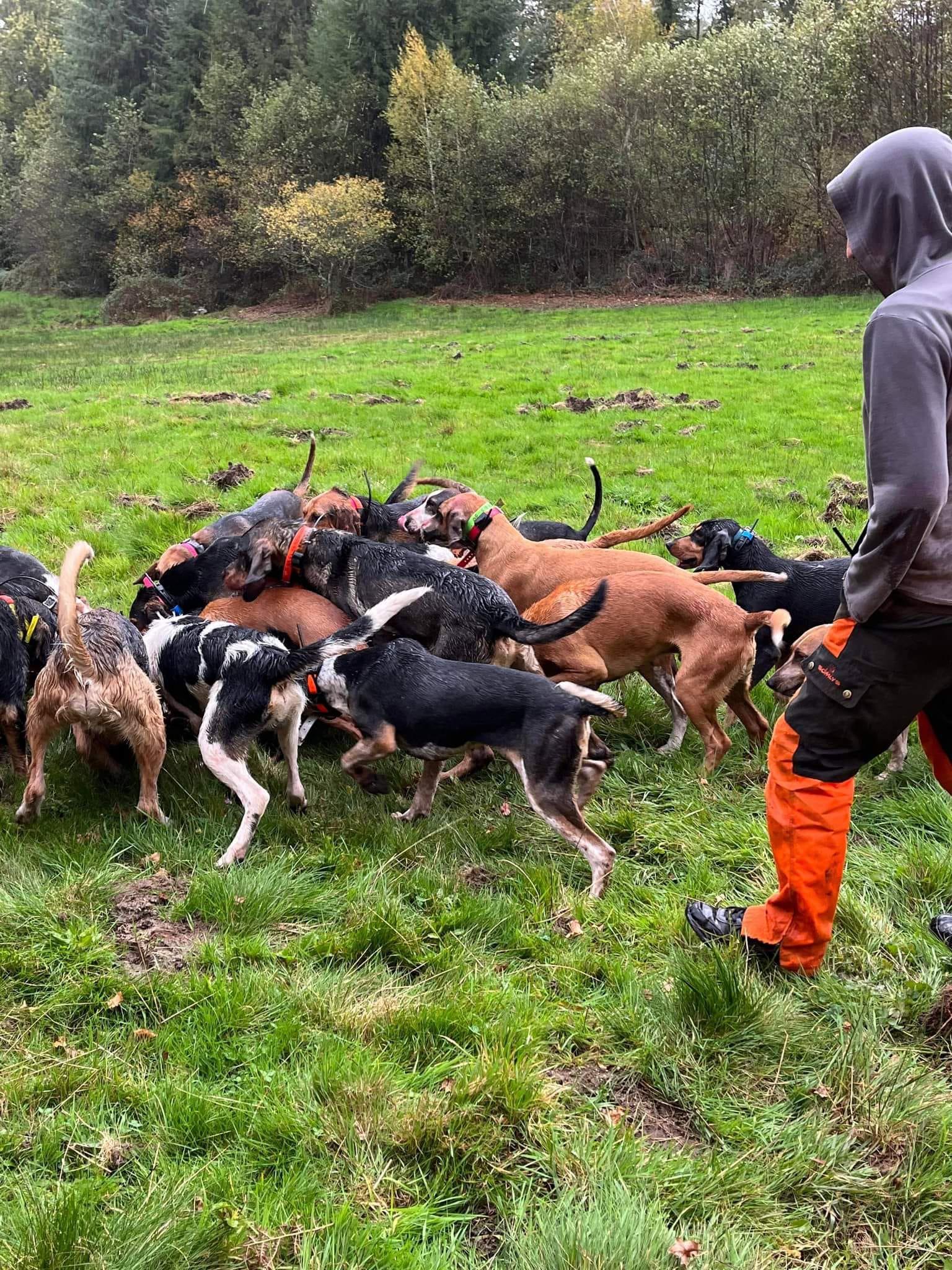 C'est à contre cœur que je me sépare de plusieurs chiens et de différents âge la cause est que je trie mon lot de chien pour avoir un lot chassant ensemble et qu'il se fassent tous plaisir à la chasse.