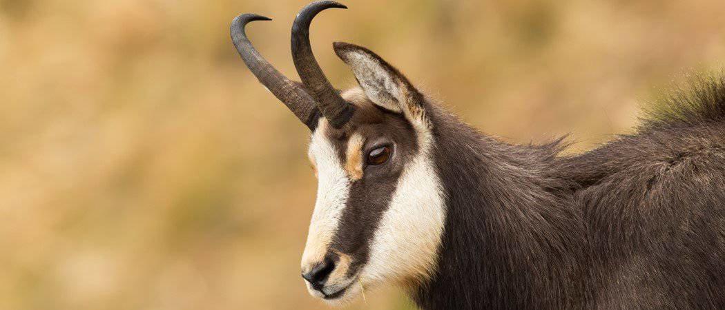 Anatolian Chamois (Asia)
