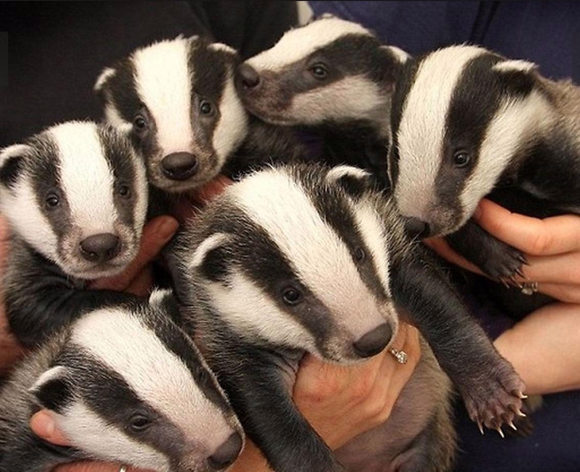 Facts About Badgers
