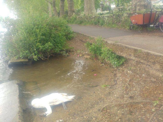 Kingston upon Thames - Migrants have killed more swans.