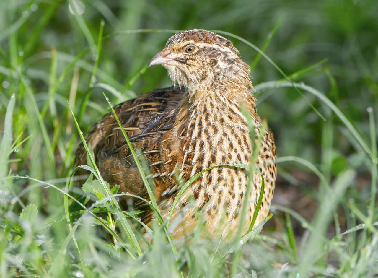 Arizona's 2025-26 Quail Hunting Forecast Points to a Tough Season Ahead