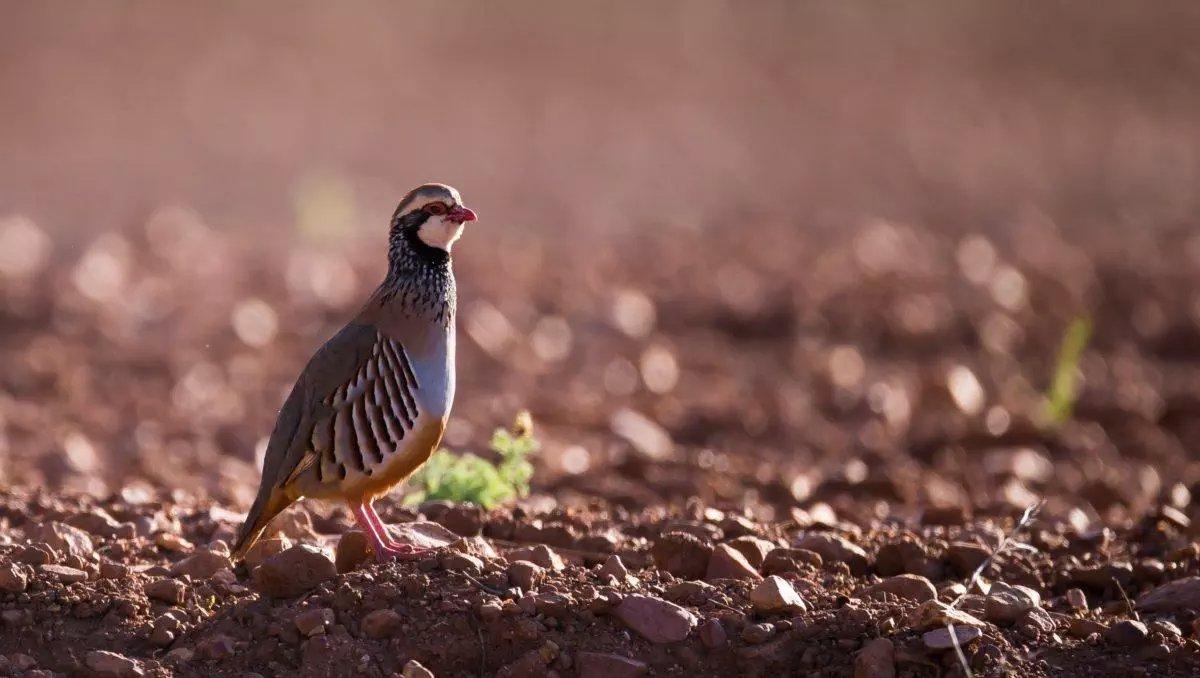 Chemins ruraux, cœur de biodiversité