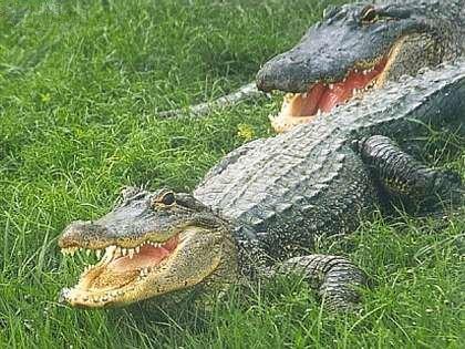 Krokodille (lat.