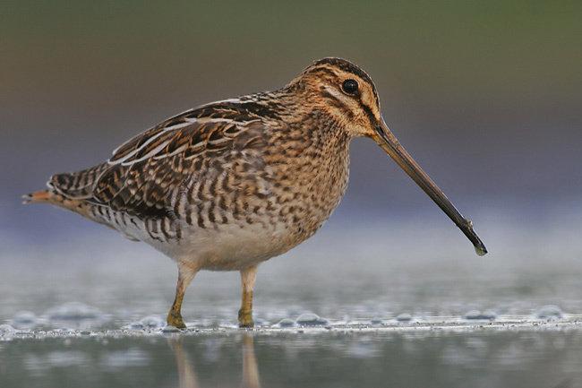 Snipe spada v družino sniperov.