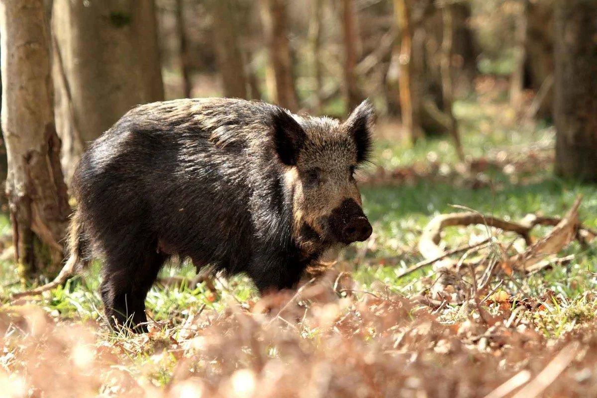 Wildschwein: köstliche Rezepte von einem erfahrenen Jäger