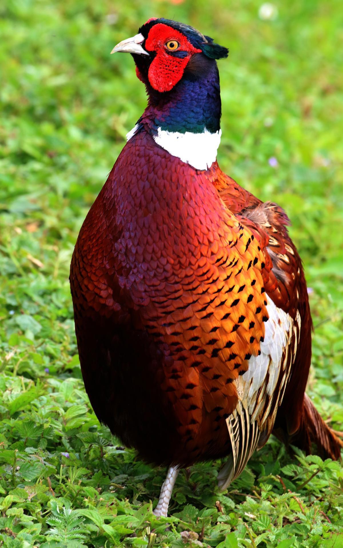 PHEASANT (COMMON)