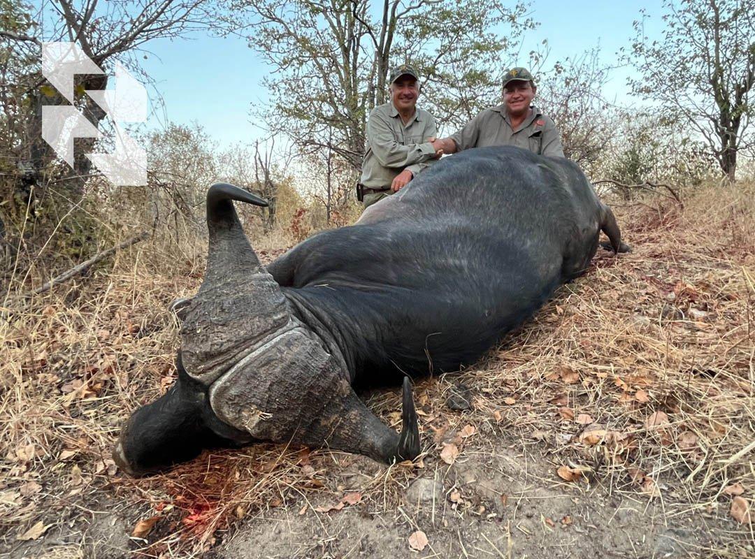African classic: buffalo 🐃 – one of the five giants of the continent 🌍