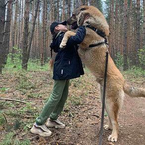 Гампр