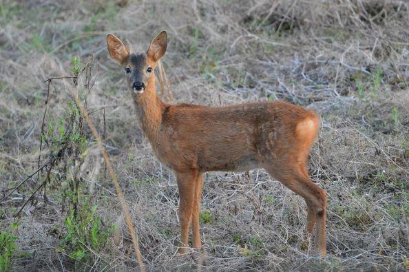 bonjour a tous ,jolie rencontre hier soir le 1 août 2024 dans un champ une jolie chevrette avec ses deux faons