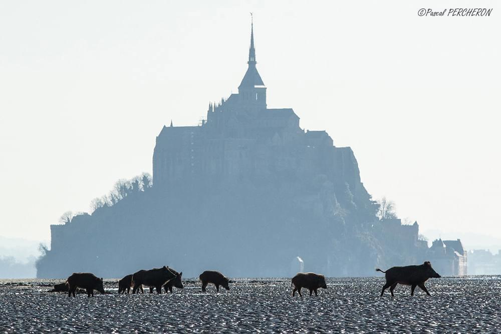 L'APAB (Association de Photographes Animaliers Bretons) vous présentera "Entre ajonc et goémon".