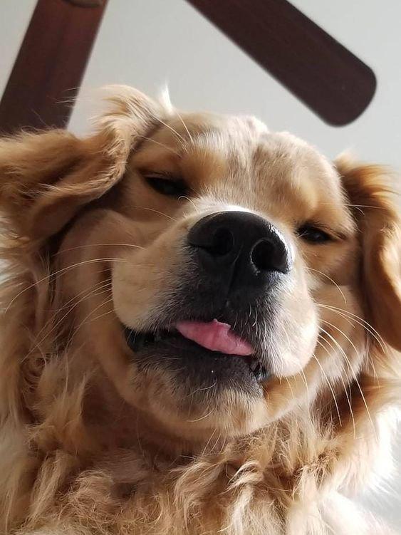 Golden Retriever, eller Golden Retriever, er en race af jagthunde udviklet i Storbritannien i det 19.