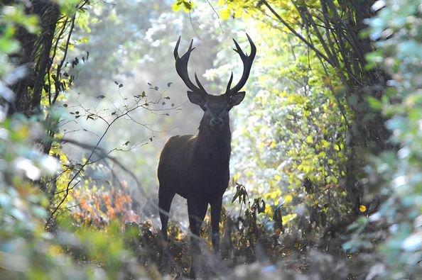 cerf pris en photo juste après le brame fin octobre 2023 Eure et loir