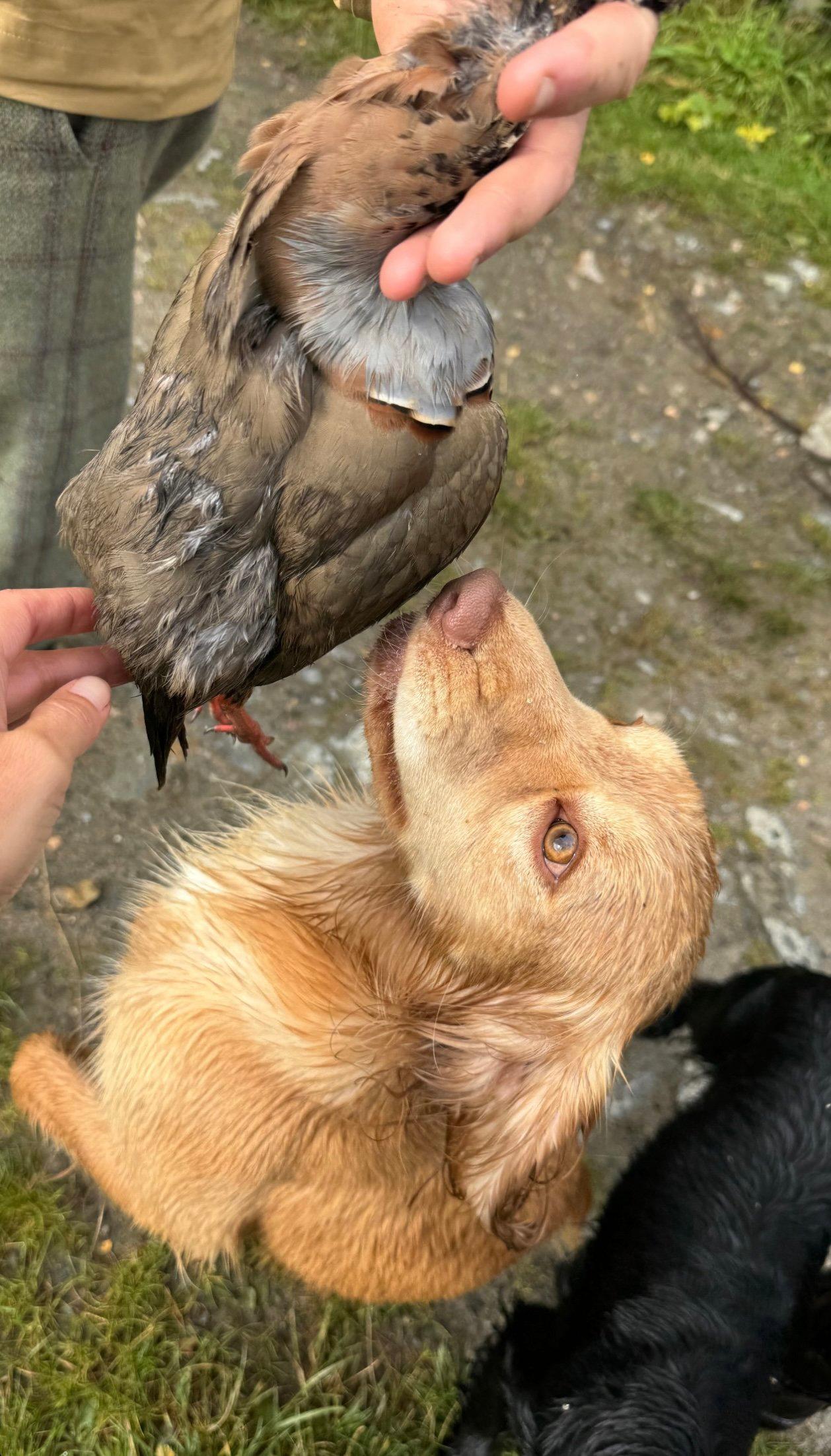🍂 Autumn fields, loyal dogs, and the thrill of the hunt.