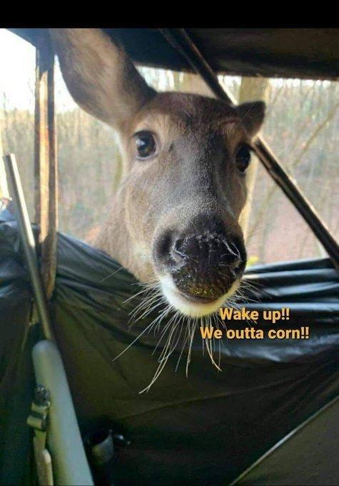 Who is going hunting?