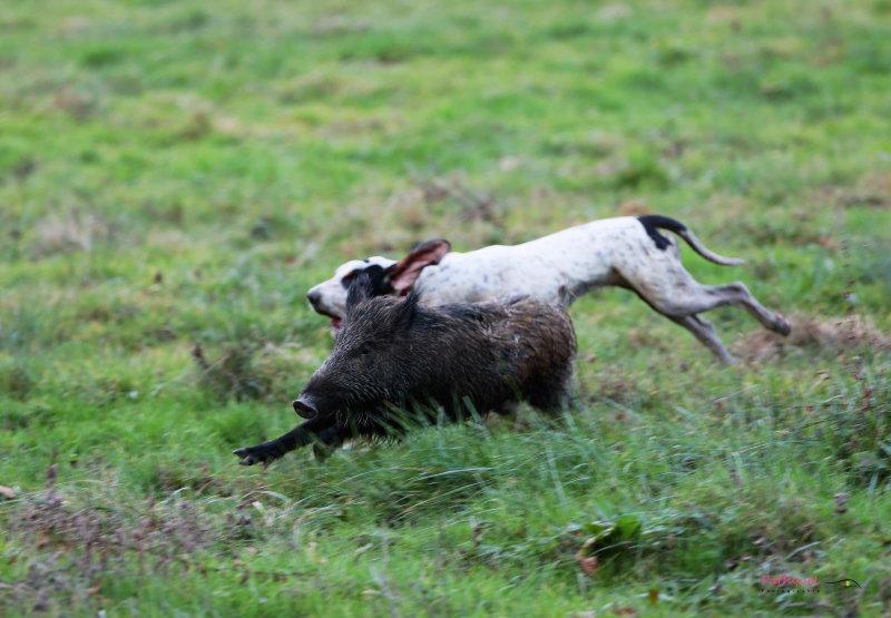 Bonne année à tous nos loulous qui nous apporte tellement et sans qui la chasse ne serait pas...