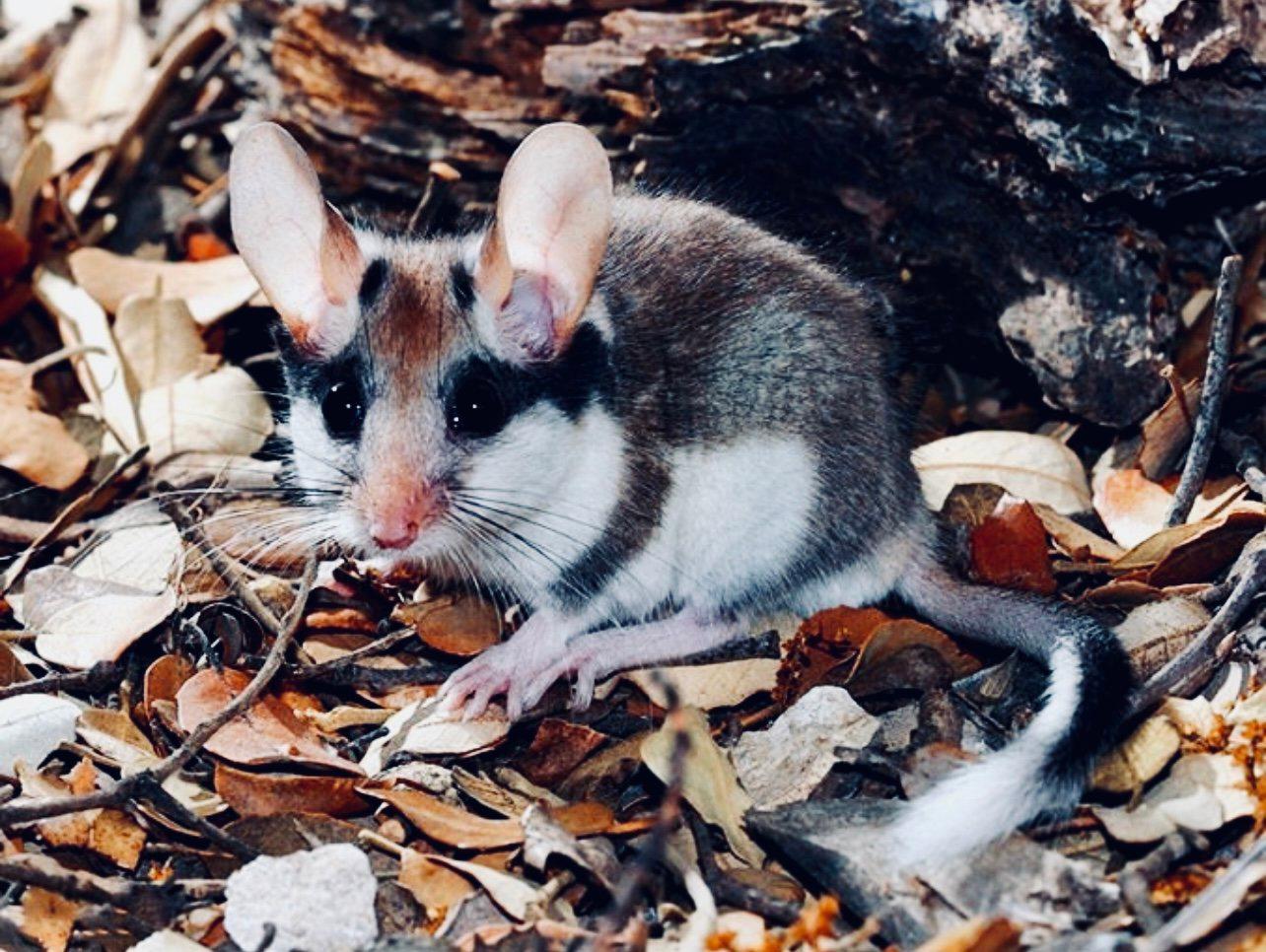 СОНЯ САДОВАЯ: описание, охота на соню, повадки, методы охоты, трофейная ценность и правила добычи, фото.
