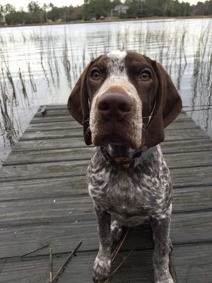 German Shorthaired Pointer