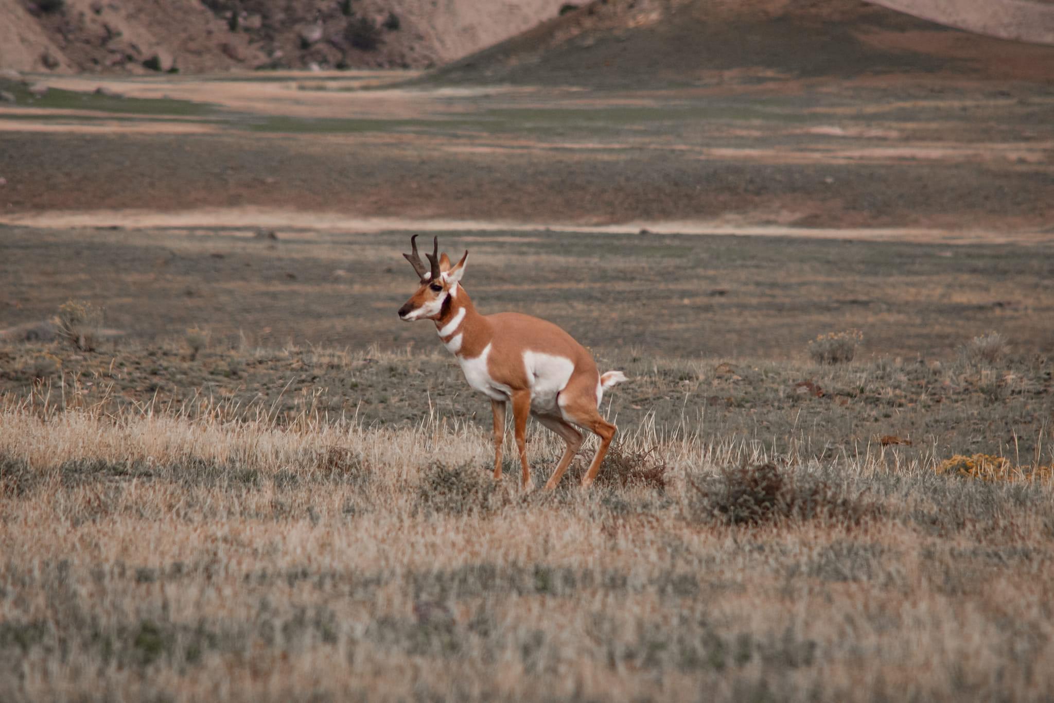 Honeymoon in Yellowstone