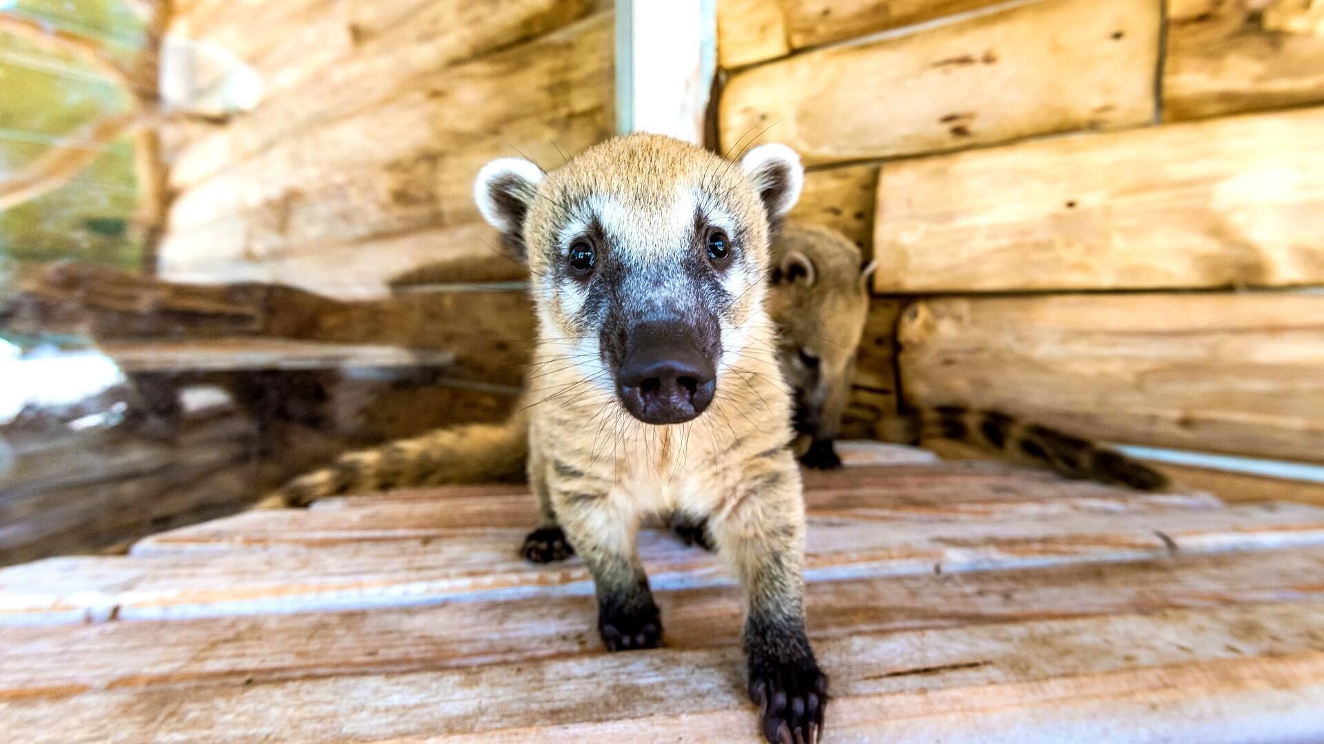 Nosukhi eller coati (lat.
