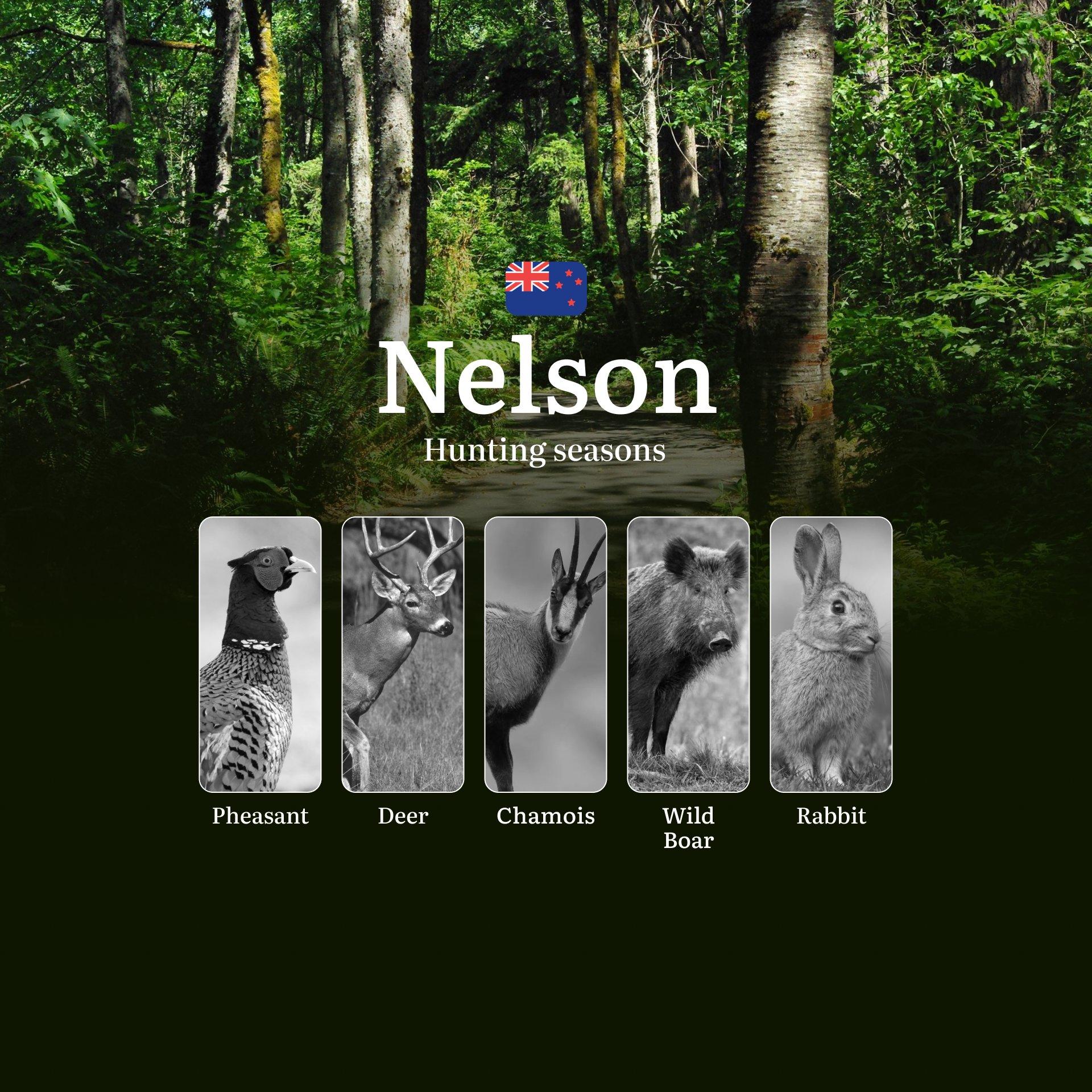 NELSON Region, New Zealand: Hunting seasons, Regulations and Rules, Tips for Choosing the Right Time for hunting