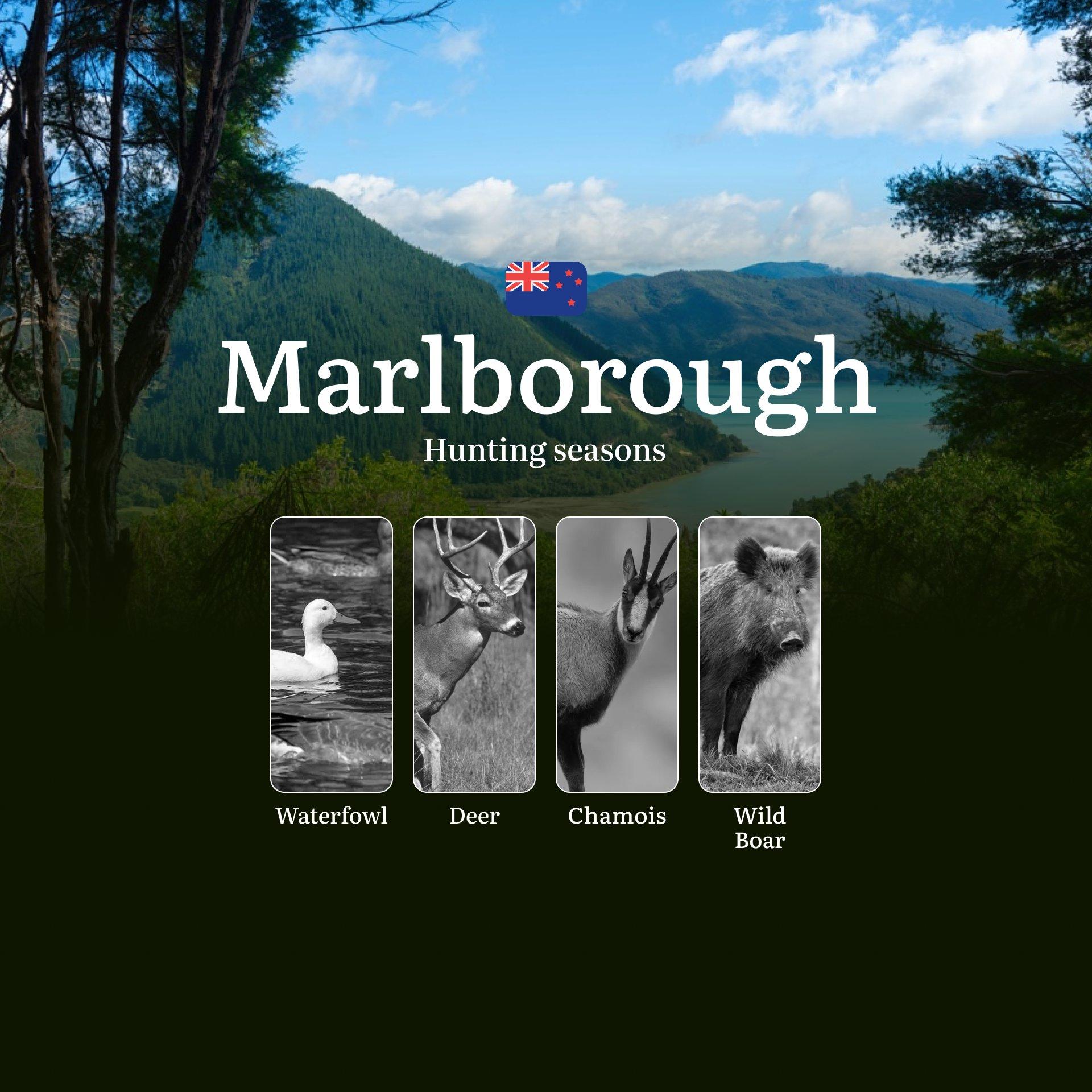 MARLBOROUGH Region (New Zealand): Seasonal Hunting and Rules, Dates, Licences and Specifics of Hunting