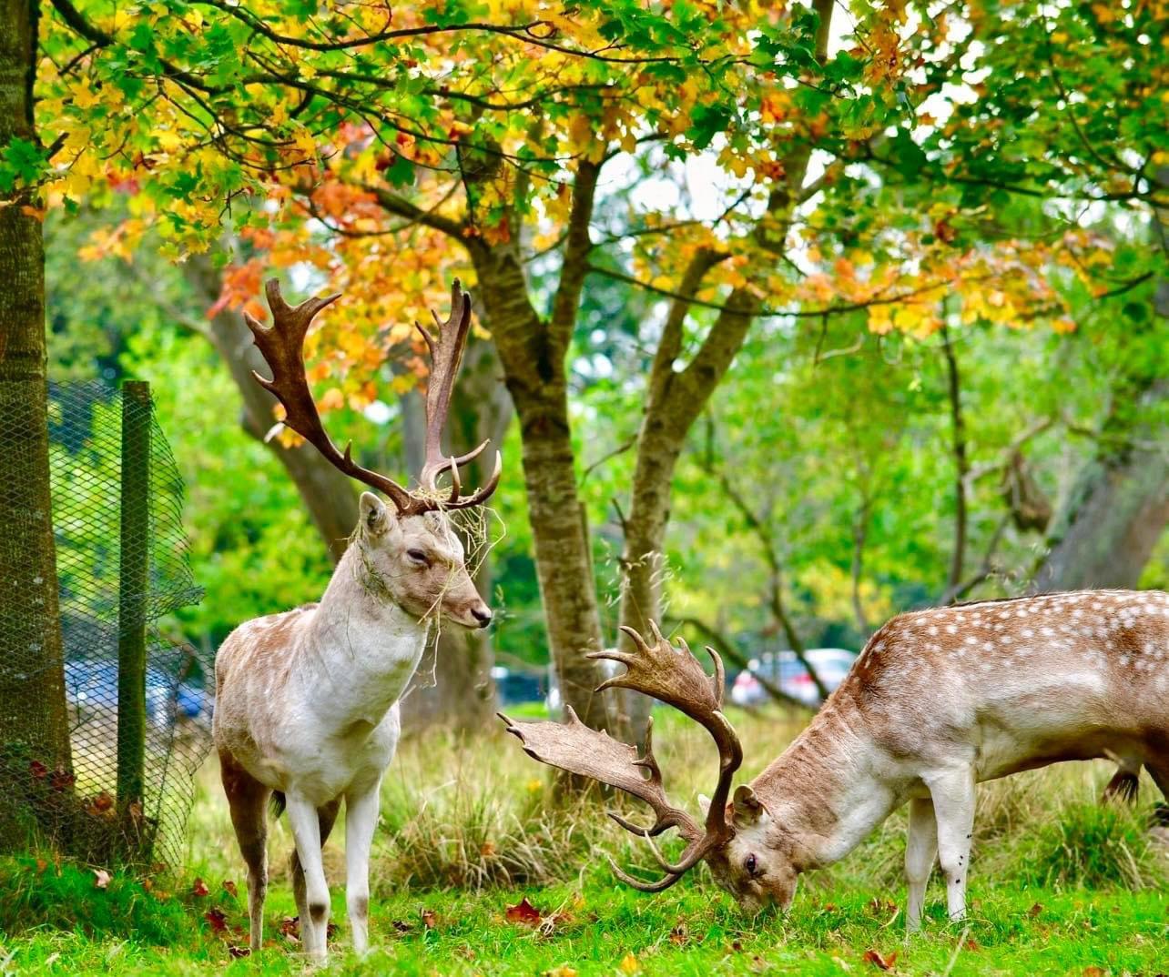 Two large Phoenix Park Fallow Bucks unusually tolerate each other at close quarters during rut 2023.