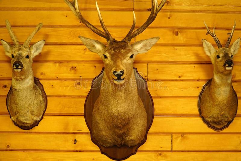 La chasse au wapiti est un véritable défi pour les vrais chasseurs !