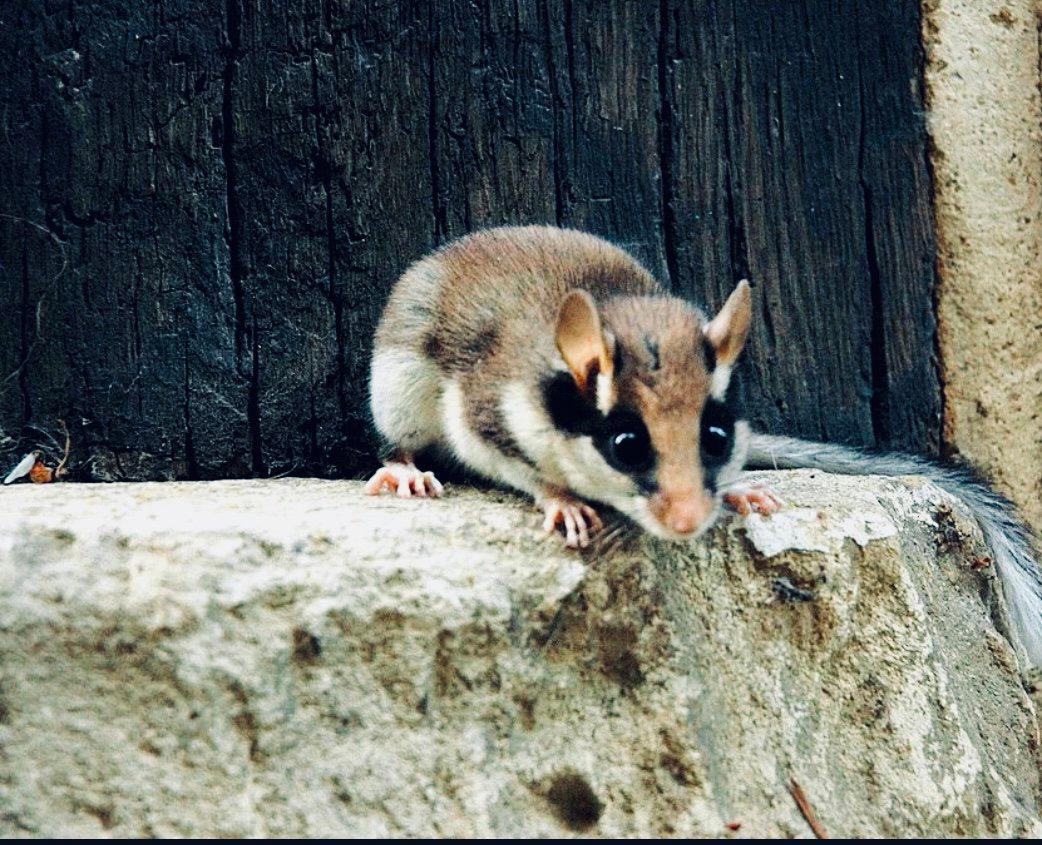 СОНЯ САДОВАЯ: описание, охота на соню, повадки, методы охоты, трофейная ценность и правила добычи, фото.