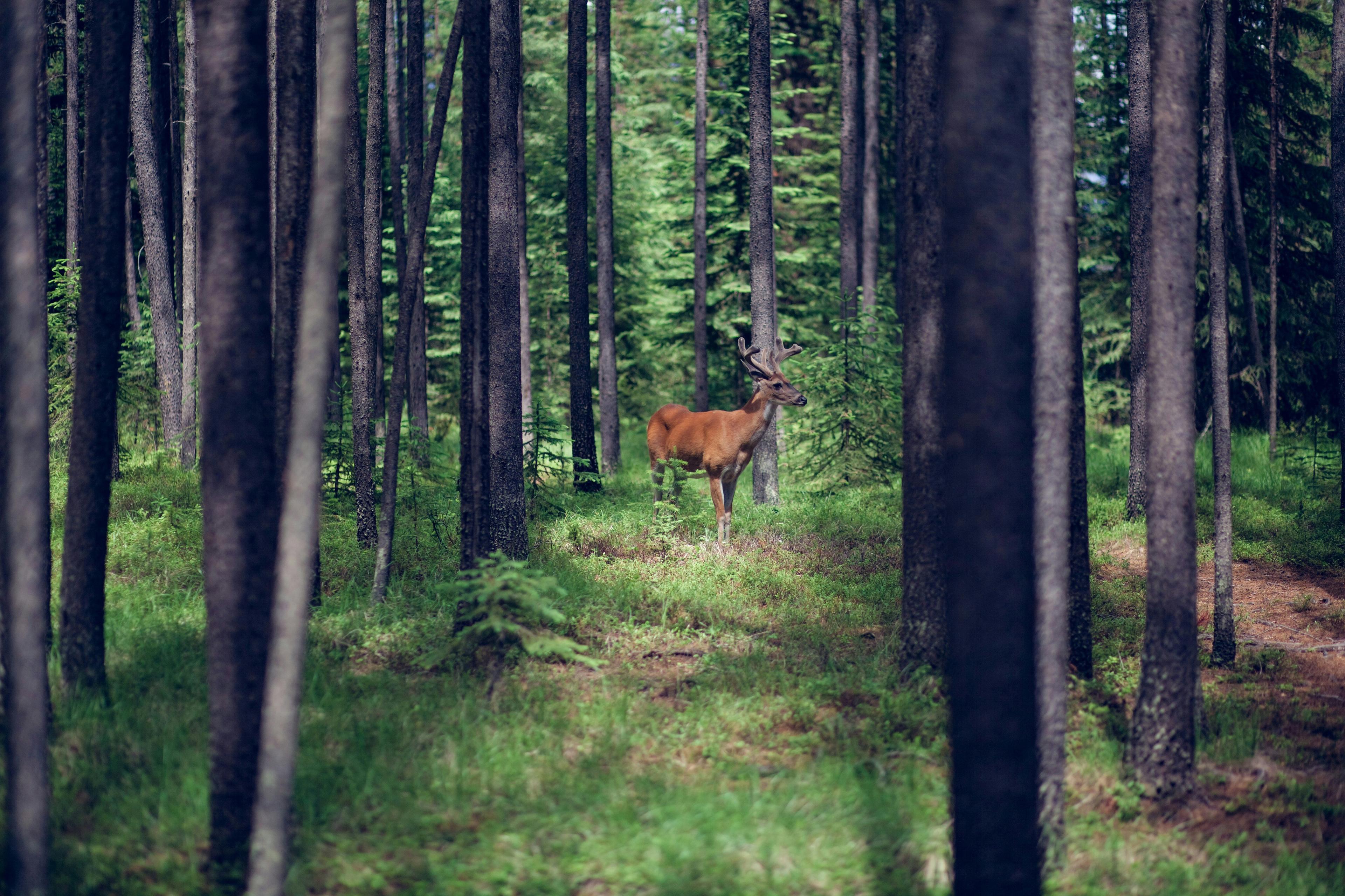 Nova Scotia Lowers Big Game Hunting Age to 12 and Extends Deer Season