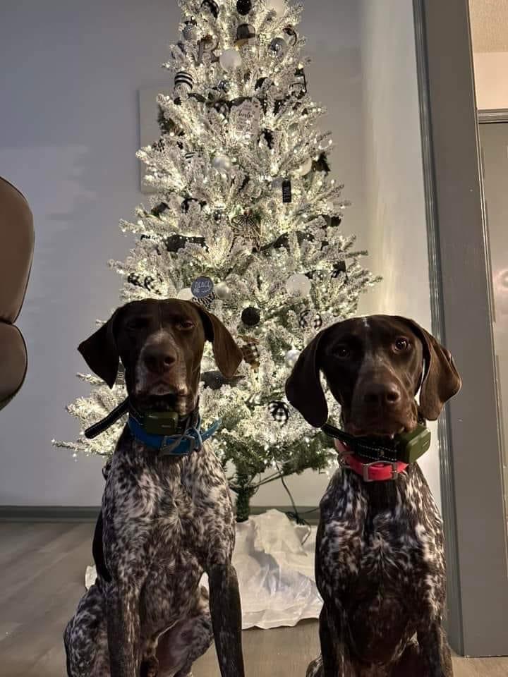 German Shorthaired Pointer