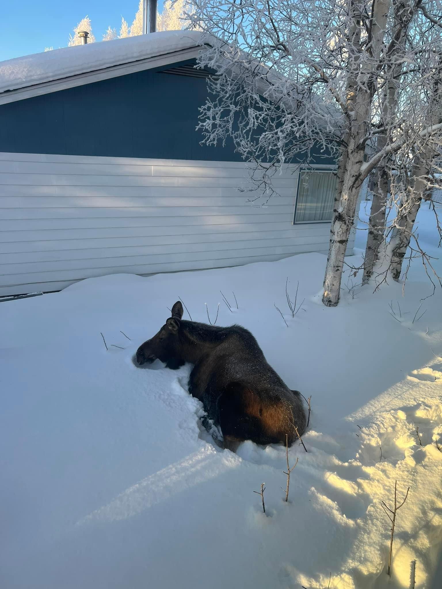 We had a moose visit us Thursday.