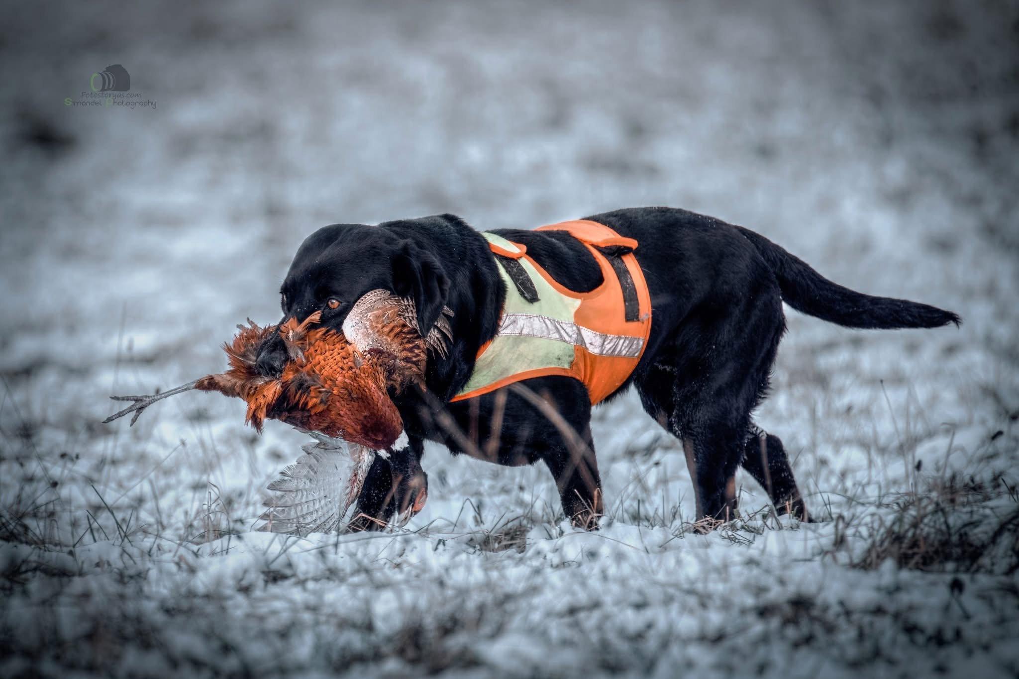 The first series of photos from a pheasant hunt in Northern Slovakia, the slopes of the Maninsky Mountains.