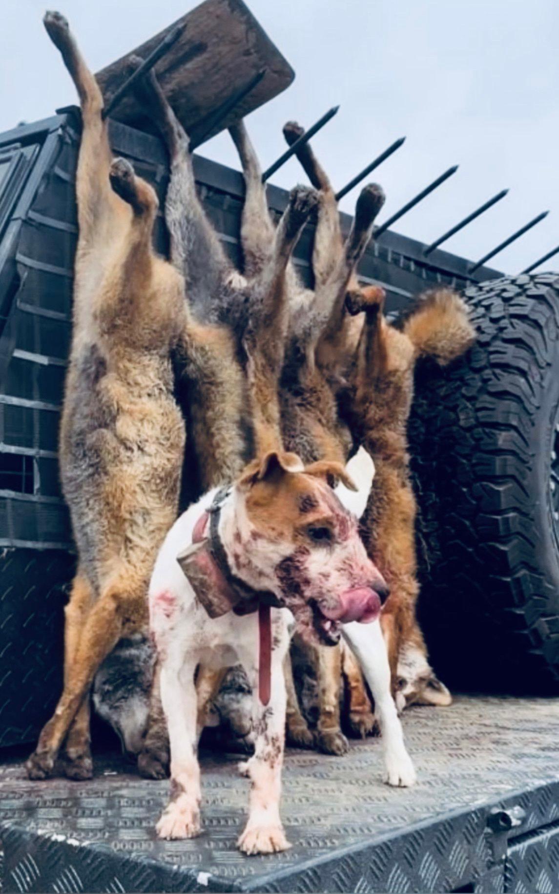The Parson Russell Terrier: A Hunter's Compact Powerhouse