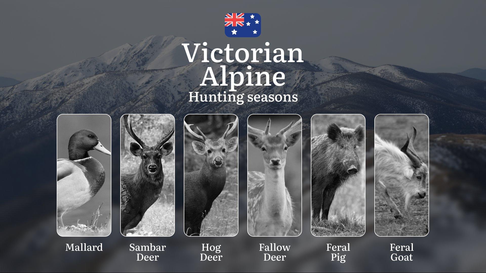 Alpine Hunter's Calendar: Mastering Victoria's Mountain Seasons for Sambar, Deer & High Country Game